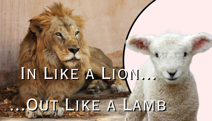 In Like a Lion, Out Like a Lamb Display Teaser image