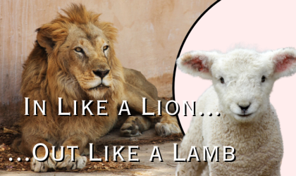 In Like a Lion, Out Like a Lamb Display Teaser image